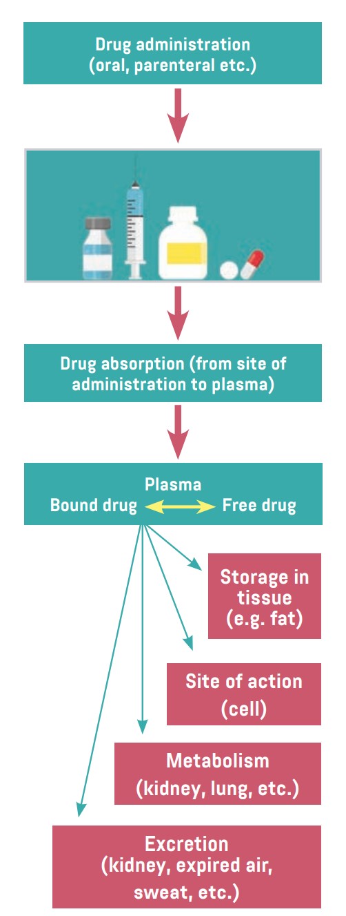 Entry and movement of drug molecules through the body to sites of action, as well as metabolism and excretion